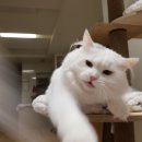 초이다방 네이버블로그