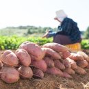 고구마짐 네이버블로그