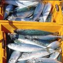 쌍용수산 | 거제여자어부가 직접 잡은 거제생선, 거제쌍용수산 솔직 후기