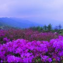 진달래주유소 이미지