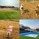 파주 3.1운동 발 | [파주]넓은 잔디 운동장 겸비한 파주애견호텔 '탑플라이트 애견호텔'