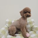 몽구름 이미지