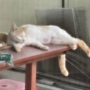 야옹이 모자. 이미지