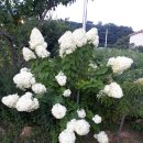 대구외곽순환선 | 대구외곽순환고속도로 이용후기,진출입로정보,요금정보,IC8곳 JC2곳어디?,네비 반영,출발(도착)지 상매...