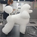 아온펫 이미지