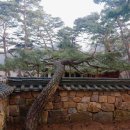 영화 '왕과 사는 남자' 촬영지, 영월 청령포 단종 유배지 완전정리 | 입장료·운영시간·나룻배 코스...