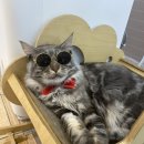 별다방 야옹이 이미지