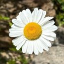 큰꽃지천 이미지