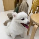 몽비비슈 이미지
