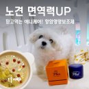 애니케어동물병원 | 노령견 면역력 챙기는 항암영양보조제 애니케어 더플러스 후기