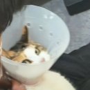 도산로-1 | 대전 용문동 냥만미용실 나를 살린.. 싹퉁바가지 고양이목욕 후기