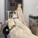 다비다펫푸드 이미지