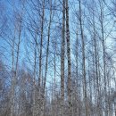 원대리 자작나무숲 이미지