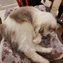고양이 놀이터 | 고양이와 힐링하는 명동데이트코스, 고양이놀이터명동점 방문후기