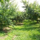 유정농원 이미지