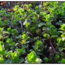 품안에 서해바다 이미지