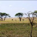 세렝게티 이미지