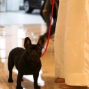 로제펫샵 이미지