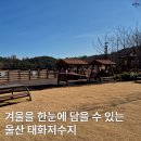 태화십리대밭먹거리 | 겨울을 한눈에 담을 수 있었던 태화저수지