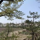 스타벅스충주호암DT점 | [충주/호암동] 벚꽃 맛집 스타벅스호암DT점 내돈내산 찐 후기