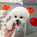 멍멍플라워 이미지