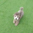 펫더헤븐 이미지