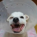 동현24시동물병원 이미지