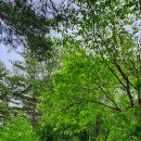 초록숲민박 이미지