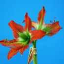 Hippeastrum cv.‘Fall Star’(폴스타) 이미지