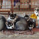 반값애견 이미지