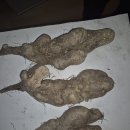 마마~마 대령입니다! 이미지