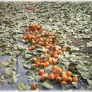 경자네 농장 이미지