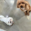 아망도그플레이스 이미지