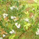 청안농장 이미지