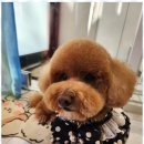 행복한 애견 미용 이미지