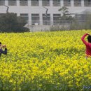 유채꽃 향기 이미지