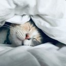 J GROOMING 이미지