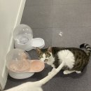 동물보육원 고양이 후원 카페 이미지