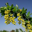 유럽 매자나무 (European barberry) 이미지