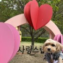 토리펫 | 소노펫 2박3일 리얼후기｜말티푸 토리 첫 여행🐶💛
