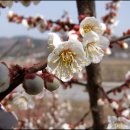 [3/13] 광양매화마을은 지금... 이미지