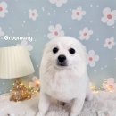 그루멍(groomung) 이미지
