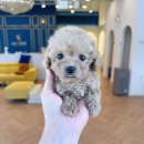 마이도그샵 이미지