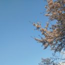 대구 팔공산 벚꽃 이미지