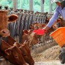 한우축사(2) 이미지