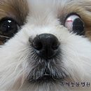 유석 동물병원 네이버블로그