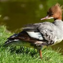 GOGO SWIMMING 이미지