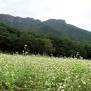 메밀꽃필무렵 이미지
