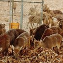 결성농장 이미지