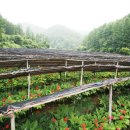 열매이야기 이미지